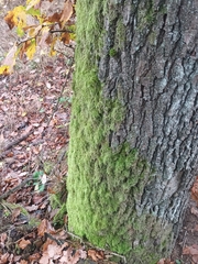 Hypnum cupressiforme