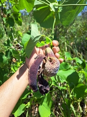 Aristolochia ringens