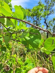 Aristolochia ringens