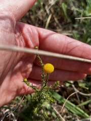 Pentzia