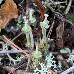 Cladonia verticillata