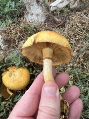 Gymnopilus ventricosus