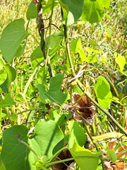 Aristolochia ringens