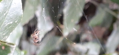 Araneus lathyrinus