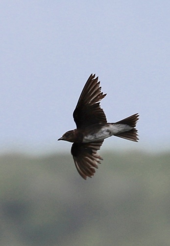 Progne dominicensis