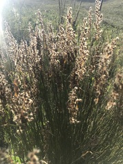 Hypodiscus argenteus