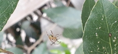 Araneus lathyrinus