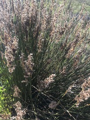 Hypodiscus argenteus