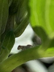 Diaphorina citri