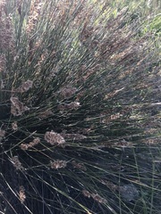 Hypodiscus argenteus