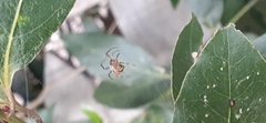 Araneus lathyrinus