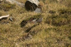 Cinclodes patagonicus