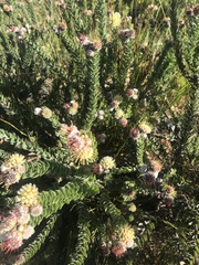Leucospermum truncatulum