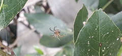Araneus lathyrinus