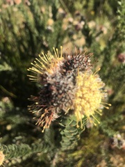 Leucospermum truncatulum