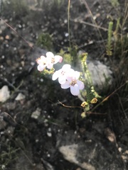 Adenandra brachyphylla