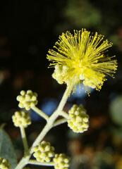 Acacia podalyriifolia