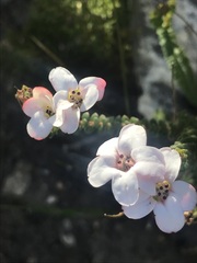 Adenandra brachyphylla