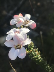 Adenandra brachyphylla