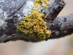 Xanthorioideae
