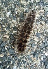 Lophocampa roseata