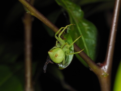 Sidymella rubrosignata