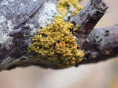 Xanthorioideae