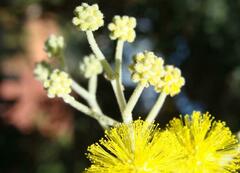 Acacia podalyriifolia