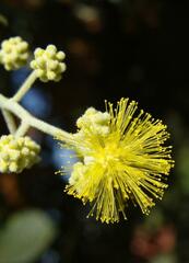 Acacia podalyriifolia