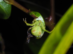 Sidymella rubrosignata