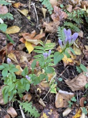 Gentianella quinquefolia