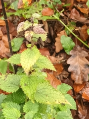 Lamium maculatum