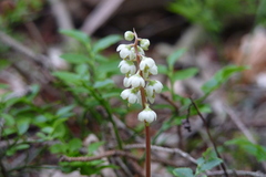 Pyrola media