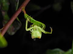 Sidymella rubrosignata