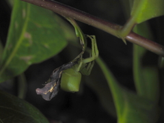 Sidymella rubrosignata