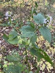 Agastache scrophulariifolia