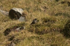 Cinclodes patagonicus