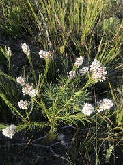 Spatalla racemosa