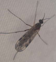 Sylvicola fenestralis
