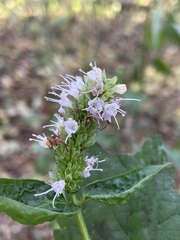 Agastache scrophulariifolia