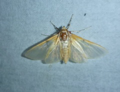 Margaroniini