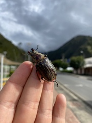 Sphaenognathus feisthamelii