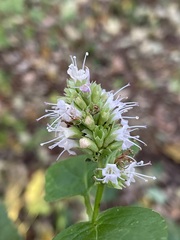 Agastache scrophulariifolia