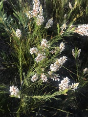 Spatalla racemosa