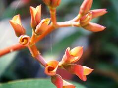 Euphorbia milii
