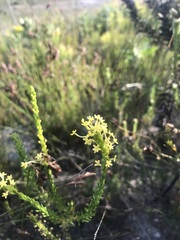 Microdon dubius