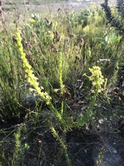 Microdon dubius
