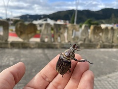 Sphaenognathus feisthamelii