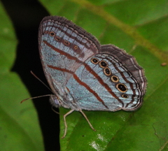 Caeruleuptychia twalela