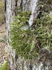 Porella platyphylla